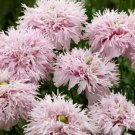 50 Seeds Double Lilac Bachelor's Button Seeds Annual Seed Flower (Seeds)