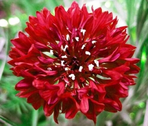 50 Seeds CDark Red Bachelor's Button Seeds Annual Seed Flower (Seeds)