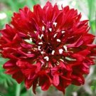 50 Seeds CDark Red Bachelor's Button Seeds Annual Seed Flower (Seeds)