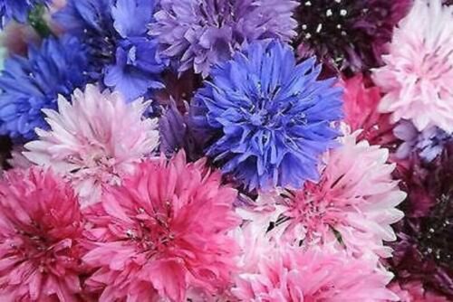 50 Seeds Cool Beans Bachelor's Button Seeds Annual Seed Flower (Seeds)