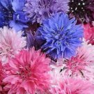 50 Seeds Cool Beans Bachelor's Button Seeds Annual Seed Flower (Seeds)