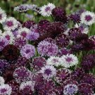 50 Seeds Classic Magic Bachelor's Button Seeds Annual Seed Flower (Seeds)