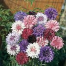 50 Seeds Centennial Bachelor's Button Seeds Annual Seed Flower (Seeds)