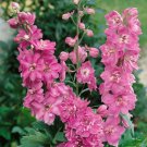 50 Seeds Rose Queen Delphinium Seeds Perennial Garden Flower (Seeds)