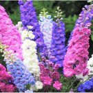 50 Seeds Rocket Mix Delphinium Seeds Perennial Garden Flower (Seeds)