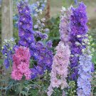50 Seeds Mini Stars Delphinium Seeds Perennial Flower Garden (Seeds)