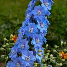 50 Seeds Million Dollar Sky Delphinium Seeds Perennial Flower Garden (Seeds)