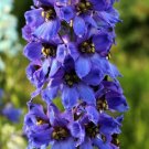50 Seeds Magic Fountain Delphinium Seeds Perennial Flower Garden (Seeds) 50 Seeds Magic Fountain Delphinium Seeds Perennial Flower Garden (Seeds)