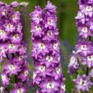 50 Seeds Lilac Rocket Delphinium Seeds Perennial Flower Garden (Seeds)