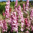 50 Seeds Pink Queen Delphinium Seeds Perennial Flower Garden (Seeds)