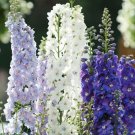 50 Seeds Guardian Mix Delphinium Seeds Perennial Flower Garden (Seeds)