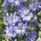 50 Seeds Frosted Skies Delphinium Seeds Perennial Garden Flower (Seeds)