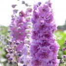 50 Seeds Sweethearts Delphinium Seeds Perennial Garden Flower (Seeds)