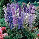 50 Seeds Magic Fountain Delphinium Seeds Perennial Garden Flower (Seeds) 50 Seeds Magic Fountain Delphinium Seeds Perennial Garden Flower (Seeds)