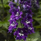 50 Seeds Dark Blue White Delphinium Seeds Perennial Garden (Seeds)