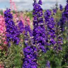 50 Seeds Dark Purple Delphinium Seeds Perennial Garden Flower Bloom (Seeds) 50 Seeds Dark Purple Delphinium Seeds Perennial Garden Flower Bloom (Seeds)