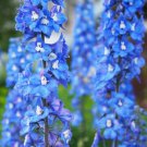 50 Seeds Blue Bird Delphinium Seeds Perennial Garden Flower Bloom (Seeds)