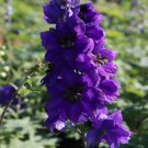 50 Seeds Black Knight Delphinium Seeds Perennial Garden Flower Bloom (Seeds)