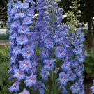 50 Seeds Blue Lace Delphinium Seeds Perennial Garden Flower Bloom (Seeds)
