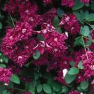 25 Seeds Raspberry Clematis Seeds Climbing Perennial Plumeria Bloom (Seeds)