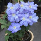 25 Seeds Powder Blue Clematis Seeds Climbing Perennial Plumeria Bloom (Seeds)