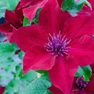 25 Seeds Nubia Clematis Seeds Climbing Perennial Plumeria Bloom (Seeds)