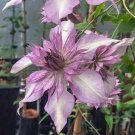 25 Seeds Lady Kyoko Clematis Seeds Climbing Perennial Plumeria Bloom (Seeds)
