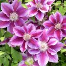 25 Seeds Kikiian Clematis Seeds Climbing Perennial Plumeria Bloom (Seeds)