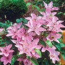 25 Seeds Hagley Clematis Seeds Climbing Perennial Plumeria Bloom (Seeds)