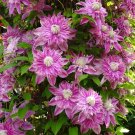 25 Seeds French Pink Clematis Seeds Climbing Perennial Plumeria Bloom (Seeds)