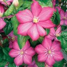 25 Seeds Flamingo Clematis Seeds Climbing Perennial Plumeria Bloom (Seeds)