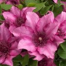 25 Seeds Elodie Clematis Seeds Climbing Perennial Plumeria Bloom (Seeds)