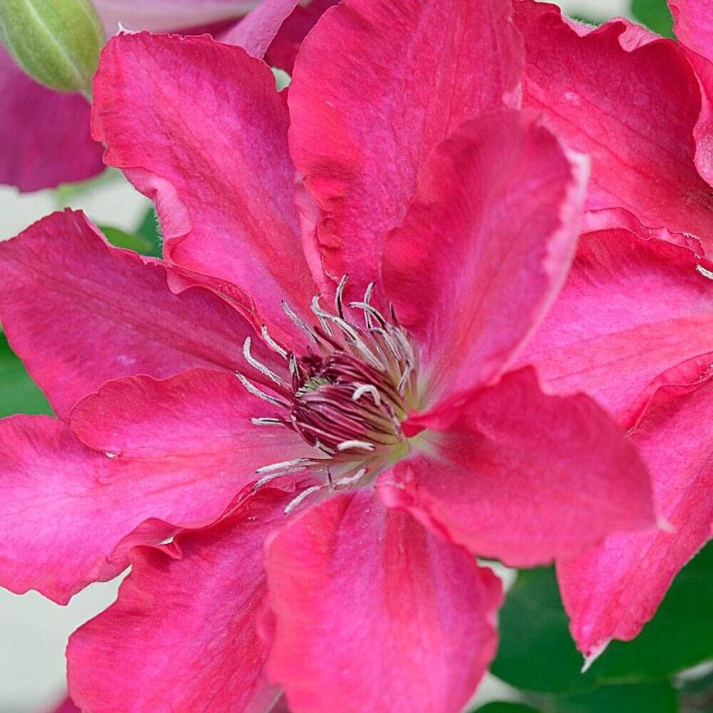 25 Seeds Deep Pink Clematis Seeds Climbing Perennial Plumeria Bloom (Seeds)