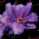 25 Seeds Danielle Clematis Seeds Climbing Perennial Plumeria Bloom (Seeds)