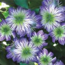 25 Seeds Crystal Fountai Clematis Seeds Climbing Perennial Plumeria Bloom (Seeds)