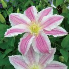 25 Seeds Cotton Candy Clematis Seeds Climbing Perennial Plumeria Bloom (Seeds) 25 Seeds Cotton Candy Clematis Seeds Climbing Perennial Plumeria Bloom (Seeds)