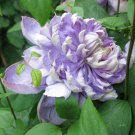 25 Seeds Blue Lights Pink Clematis Seeds Climbing Perennial Plumeria (Seeds)