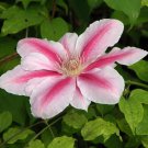 25 Seeds Bee's Jubilee Pink Clematis Seeds Climbing Perennial Plumeria (Seeds)