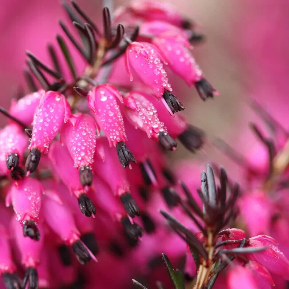 25 Seeds Bright Pink Bleeding Heart Seeds Dicentra Spectabilis Shade Flower Garden (Seeds)