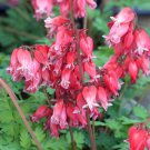 25 Seeds Luxuriant Bleeding Heart Seeds Dicentra Spectabilis Shade Flower Garden (Seeds)