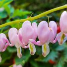 25 Seeds Cupid Bleeding Heart Seeds Dicentra Spectabilis Shade Flower Garden (Seeds)