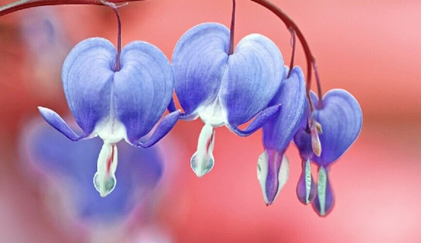 25 Seeds Light Blue Bleeding Heart Seeds Dicentra Spectabilis Shade Flower Garden (Seeds)