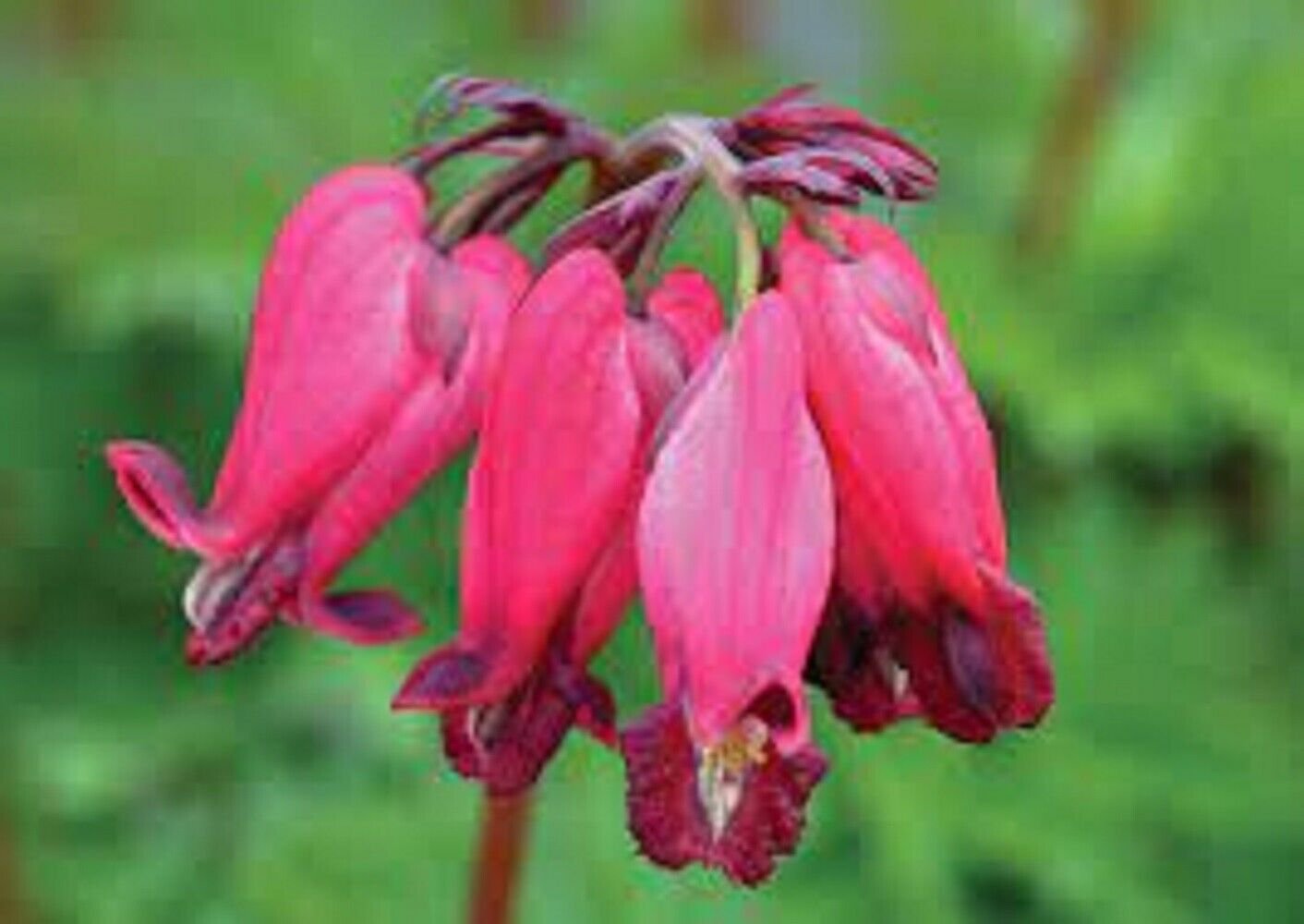 25 Seeds Amore Red Bleeding Heart Seeds Dicentra Spectabilis Shade Flower Garden (Seeds)