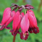 25 Seeds Amore Red Bleeding Heart Seeds Dicentra Spectabilis Shade Flower Garden (Seeds)