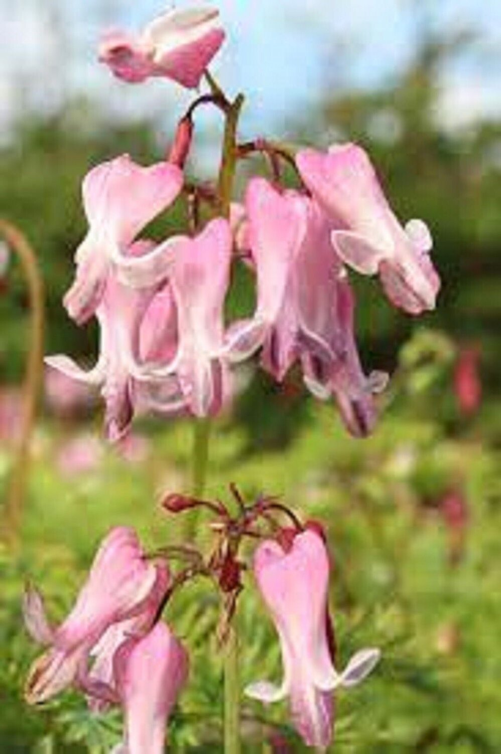 25 Seeds Amore Pink Bleeding Heart Seeds Dicentra Spectabilis Shade Flower Garden (Seeds)