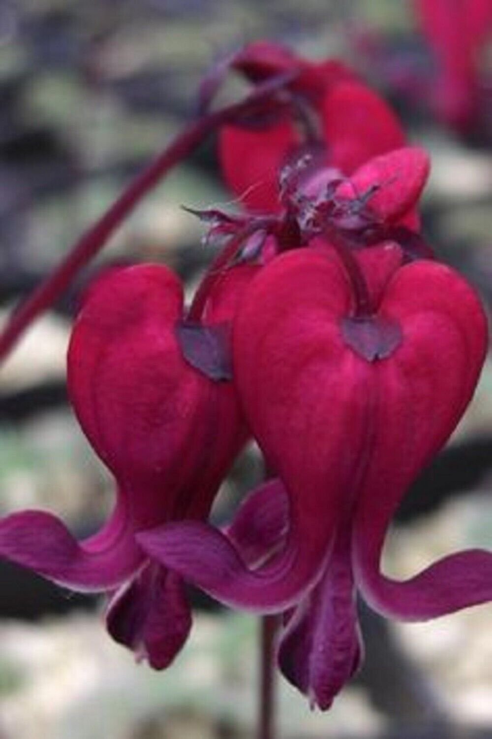 25 Seeds Dark Red Bleeding Heart Seeds Dicentra Spectabilis Shade Flower Garden (Seeds)