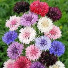 50 Seeds Double Tall Mix Bachelor's Button Seeds Annual Seed Flower (Seeds)