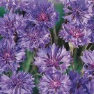 50 Seeds Romantic Mix Bachelor's Button Seeds Annual Seed Flower (Seeds)