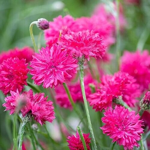 50 Seeds Red Box Bachelor's Button Seeds Annual Seed Flower Flowers Garden (Seeds)