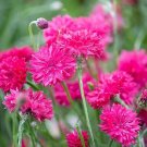 50 Seeds Red Box Bachelor's Button Seeds Annual Seed Flower Flowers Garden (Seeds)